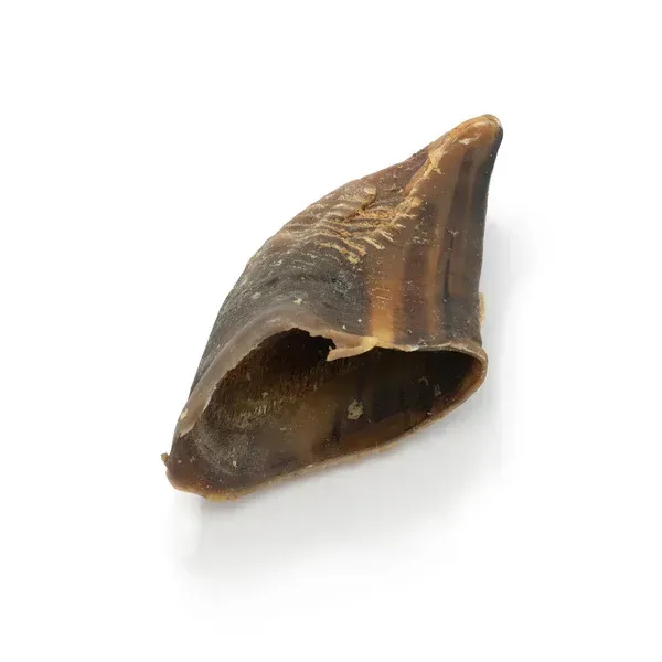 Beef Cow Hooves - Pack of 10